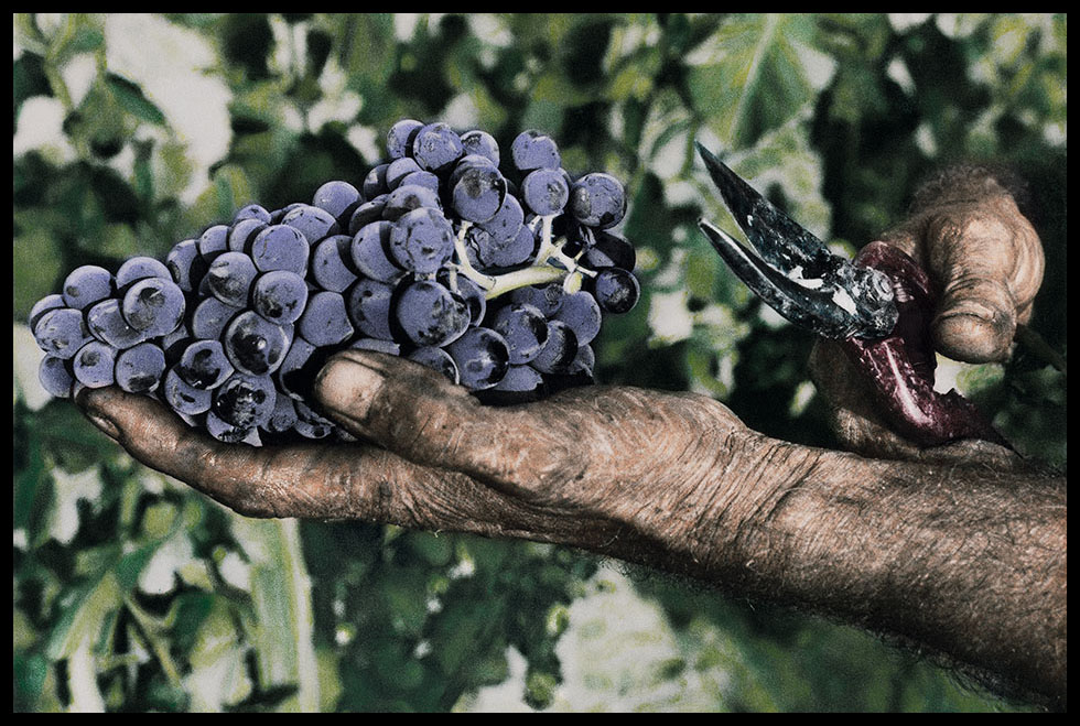 Image of a bunch of red grapes in a harvester’s hand